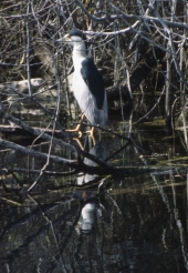 Black-crowned night heron at Shark Valley - Everglades National Park, Florida