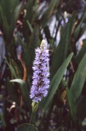 Pickerelweed in Shark Valley - Everglades National Park, Florida