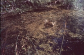 Duckweeds in Shark Valley - Everglades National Park, Florida