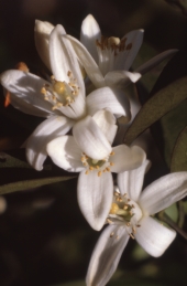 Orange blossoms - Marion County, Florida
