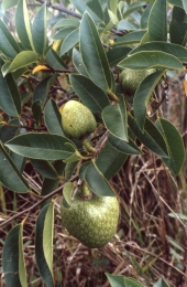Custard apple growing in the park - Everglades National Park, Florida