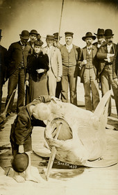 Crowd gathered around 433 lb Hammerhead shark on beach.