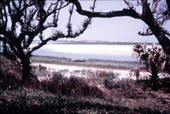 View of the landscape at Anastasia State Park - Saint Augustine, Florida