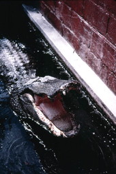 Alligator at the St. Augustine Alligator Farm on Anastasia Island - Saint Augustine, Florida.