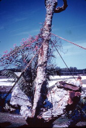 Anchor and cannon from a Spanish Galleon sunken in the Keys - Florida Keys, Florida.