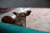Deer at Gatorland Zoo - Orlando, Florida .