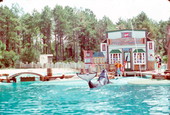 Killer whales perform at Sea World - Orlando, Florida .