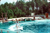 Unidentified man performs with the dolphins - Orlando, Florida .