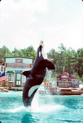Killer whale performs at Sea World - Orlando, Florida .