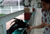 Girl feeds the goat at Gatorland - Orlando, Florida .