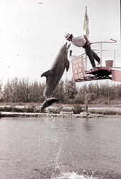 Dolphin performing at Theater of the Sea - Islamorada, Florida.