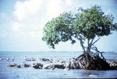 Trees at Long Key State Park