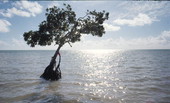 Tree in the Sea at Long Key State Park
