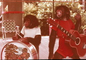 Chimpanzees at Monkey Jungle doing Beatles impersonation.