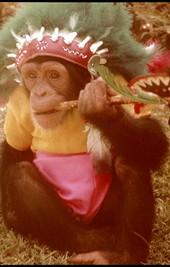 Chimpanzee in costume at the Monkey Jungle attraction in Miami.