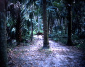 Lone deer in the forest - Highlands Hammock State Park, Florida