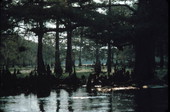 View of Fisheating Creek - Glades County, Florida