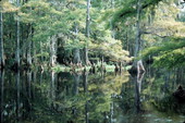 Shore of Fisheating Creek - Glades County, Florida