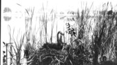 Black swan's nest at Lake Eola - Orlando, Florida .