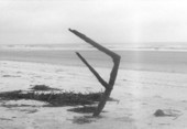 Rib of a 19th century ship on the beach - Little Talbot Island, Florida .