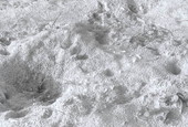 Disturbed loggerhead turtle nest - Little Talbot Island, Florida .