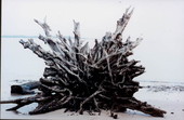 Root system of fallen tree at Big Talbot Island State Park - Jacksonville, Florida .
