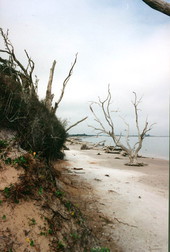 Driftwood and trees at Big Talbot Island State Park - Jacksonville, Florida .