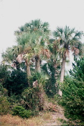 Palm trees near the beach - Little Talbot Island, Florida