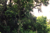 Live oak on south-west end of Big Talbot Island State Park - Jacksonville, Florida .