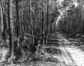 Dirt road in a forest