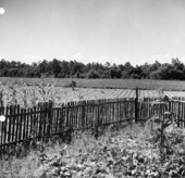 Crop fields at Baxter Place