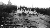 Geese - West Palm Beach, Florida