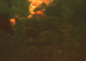 View showing fishes at the Miami Seaquarium attraction.
