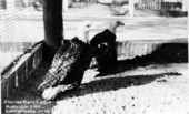 Postcard showing bald eagles at the Municipal Zoo in Sanford, Florida.