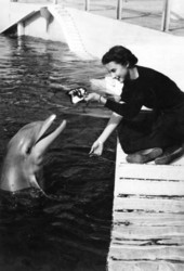 Woman feeding dolphin at a marine exhibit - Marine City, Florida.