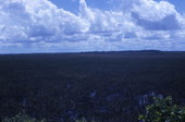 Scenic view in the Everglades.
