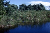 View showing an alligator in the tall grasses of the Everglades.