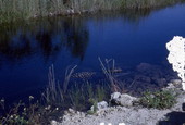 View of an alligator in the Everglades.