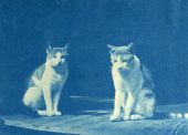 Bridge family cats in Dade City.
