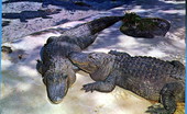 Florida alligators as seen at Weeki Wachee, spring of live mermaids..