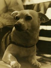 Close-up view of dog - Riviera Beach, Florida