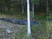 View of alligator at the Edward Ball Wakulla Springs State Park
