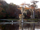 Scenic view at the Edward Ball Wakulla Springs State Park
