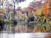 Scenic view at the Edward Ball Wakulla Springs State Park