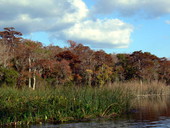 Scenic view at the Edward Ball Wakulla Springs State Park