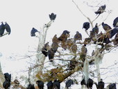 View of black vultures at the Edward Ball Wakulla Springs State Park