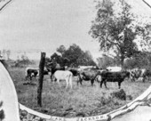 Cows in a pasture - Tallahassee, Florida