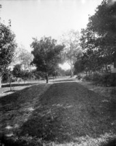 Orange trees - Ocala, Florida