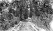 View down Old St. Augustine or Bellamy Road - Leon and Jefferson Counties (?), Florida