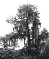 Large moss covered bald cypress in Corkscrew Swamp - Collier County, Florida
